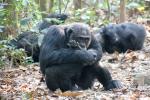 Chimpanzees, (Pan troglodytes schweinfurthii), Hominidae, Chimps, Mahale Mountains National Park, AMPD01_042