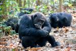 Chimpanzees, (Pan troglodytes schweinfurthii), Hominidae, Chimps, Mahale Mountains National Park, AMPD01_043