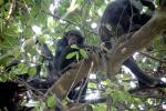 Chimpanzees, (Pan troglodytes schweinfurthii), Hominidae, Chimps, Mahale Mountains National Park, Tanzania, AMPD01_044