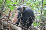 Chimpanzees, (Pan troglodytes schweinfurthii), Hominidae, Chimps, Mahale Mountains National Park, Tanzania, AMPD01_045