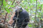 Chimpanzees, (Pan troglodytes schweinfurthii), Hominidae, Chimps, Mahale Mountains National Park, Tanzania, AMPD01_046