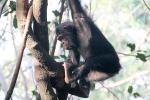 Chimpanzees, (Pan troglodytes schweinfurthii), Tanzania, AMPD01_048