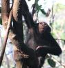 Chimpanzee, (Pan troglodytes schweinfurthii), AMPD01_049