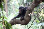 Chimpanzees, (Pan troglodytes schweinfurthii)