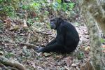 Chimpanzees, (Pan troglodytes schweinfurthii), Hominidae, AMPD01_051