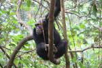 Chimpanzees, (Pan troglodytes schweinfurthii), Hominidae, Chimps, Mahale Mountains National Park, Tanzania, AMPD01_052