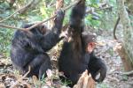 Chimpanzees, (Pan troglodytes schweinfurthii), Hominidae, Chimps, Mahale Mountains National Park, Tanzania, AMPD01_053