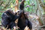 Chimpanzees, (Pan troglodytes schweinfurthii), Hominidae, Chimps, Mahale Mountains National Park, Tanzania, AMPD01_054