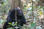 Chimpanzees, (Pan troglodytes schweinfurthii), Hominidae, Chimps, Mahale Mountains National Park, Tanzania, AMPD01_055