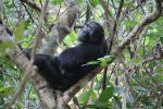 Chimpanzees, (Pan troglodytes schweinfurthii), Hominidae, Chimps, Mahale Mountains National Park, Tanzania, AMPD01_056