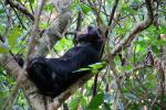 Chimpanzees, (Pan troglodytes schweinfurthii), Hominidae, Chimps, Mahale Mountains National Park, Tanzania, AMPD01_057