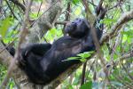 Chimpanzees, (Pan troglodytes schweinfurthii), Hominidae, Chimps, Mahale Mountains National Park, Tanzania, AMPD01_058