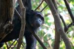 Chimpanzees, (Pan troglodytes schweinfurthii), Hominidae, Chimps, Mahale Mountains National Park, Tanzania, AMPD01_059