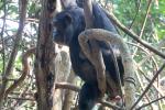 Chimpanzees, (Pan troglodytes schweinfurthii), Hominidae, Chimps, Mahale Mountains National Park, Tanzania, AMPD01_060