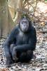 Chimpanzees, (Pan troglodytes schweinfurthii), Hominidae, Chimps, Mahale Mountains National Park, Tanzania, AMPD01_061