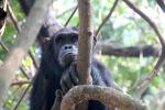 Chimpanzees, (Pan troglodytes schweinfurthii), Hominidae, Chimps, Mahale Mountains National Park, Tanzania, AMPD01_062