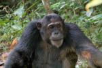 Chimpanzees, (Pan troglodytes schweinfurthii), Hominidae, Chimps, Mahale Mountains National Park, Tanzania, AMPD01_063