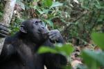 Chimpanzees, (Pan troglodytes schweinfurthii), Hominidae, Chimps, Mahale Mountains National Park, Tanzania, AMPD01_064