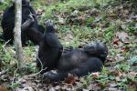 Chimpanzees, (Pan troglodytes schweinfurthii), Hominidae, Chimps, Mahale Mountains National Park, Tanzania, AMPD01_065