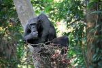 Chimpanzees, (Pan troglodytes schweinfurthii), Hominidae, Chimps, Mahale Mountains National Park, Tanzania, AMPD01_066
