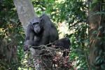Chimpanzees, (Pan troglodytes schweinfurthii), Hominidae, Chimps, Mahale Mountains National Park, Tanzania, AMPD01_067