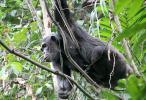 Chimpanzees, (Pan troglodytes schweinfurthii), Hominidae, Chimps, Mahale Mountains National Park, Tanzania, AMPD01_068