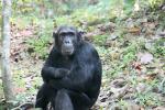 Chimpanzees, (Pan troglodytes schweinfurthii), Hominidae, Chimps, Mahale Mountains National Park, Tanzania, AMPD01_069