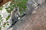 Monkeys in a tree, Tanzania, AMPD01_071