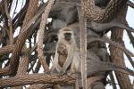 Monkeys in a gnarled tree, AMPD01_073