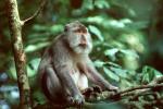 Rhesus Macaque, (Macaca mulatta), Monkey Forest, Bali, Indonesia, AMPV01P01_09
