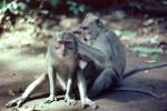 Rhesus Macaque, (Macaca mulatta), Monkey Forest, Bali, Indonesia, AMPV01P01_11