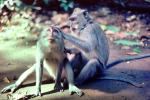 Rhesus Macaque, (Macaca mulatta), Monkey Forest, Bali, Indonesia, AMPV01P01_12