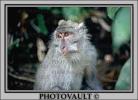 Rhesus Macaque, (Macaca mulatta), Monkey Forest, Bali, Indonesia, AMPV01P01_13