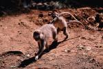 Rhesus Macaque, (Macaca mulatta), Monkey Forest, Bali, Indonesia, AMPV01P01_16.4101