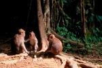 Rhesus Macaque, (Macaca mulatta), Monkey Forest, Bali, Indonesia, AMPV01P01_17.4101