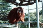Orangutan, AMPV01P02_03