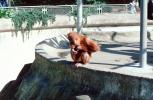Orangutan, AMPV01P02_04