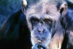Chimpanzee, AMPV01P02_13