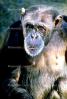 Chimpanzee, AMPV01P02_15.0144