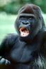 Ape, Gorilla, king kong, kingkong, AMPV01P03_07