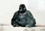 Ape, Gorilla, AMPV01P03_13