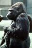 Ape, Gorilla, AMPV01P03_16