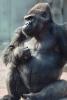 Ape, Gorilla, AMPV01P03_17.0624