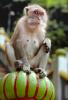 Wild Macaques Monkey, Batu Caves, Gombak, Selangor, Malaysia, AMPV01P03_19.1712