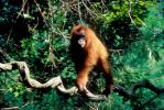 Orangutan, Western Sumatra Island, Indonesia, AMPV01P04_01