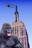 Ape, Gorilla, King Kong, kingkong, , AMPV01P04_05
