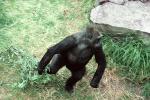 Lowland Gorilla, (Gorilla gorilla gorilla), AMPV01P04_09