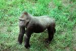 Lowland Gorilla, (Gorilla gorilla gorilla), AMPV01P04_11