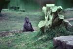 Lowland Gorilla, (Gorilla gorilla gorilla), AMPV01P04_12