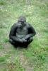 Lowland Gorilla, (Gorilla gorilla gorilla), AMPV01P04_15.1712